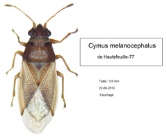 Cymus melanocephalus
