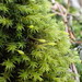 Yellow Fringe-Moss - Photo (c) Ludwig Treuter, some rights reserved (CC BY-NC), uploaded by Ludwig Treuter