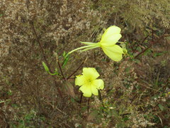Oenothera grandiflora