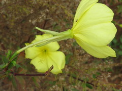 Oenothera grandiflora