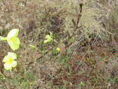 Oenothera grandiflora