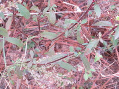 Oenothera grandiflora