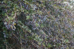 Berberis glaucocarpa