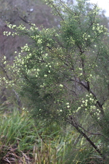 Kunzea sulphurea