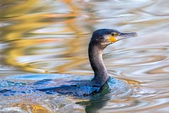 Phalacrocorax carbo