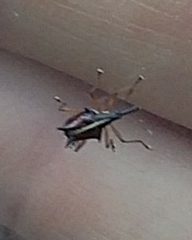 Ancistropterus quadrispinosus