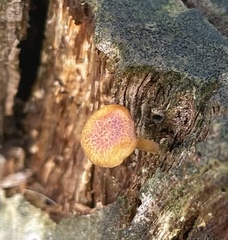 Gymnopilus lepidotus