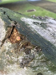 Gymnopilus lepidotus