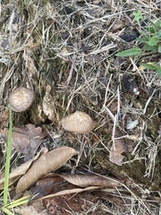 Agaricales