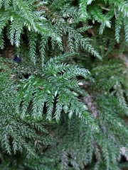 Thamnobryum
