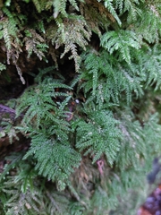 Thamnobryum
