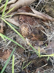 Agaricales