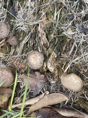 Agaricales