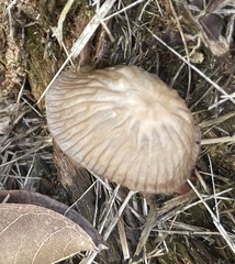 Agaricales