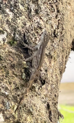 Anolis cristatellus