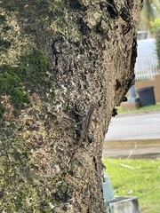 Anolis cristatellus