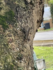Anolis cristatellus