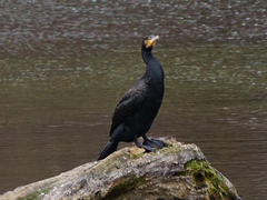 Phalacrocorax carbo
