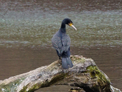 Phalacrocorax carbo