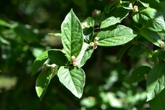 Cotoneaster foveolatus