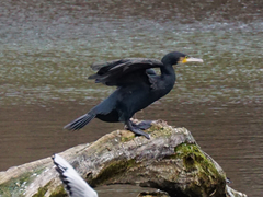 Phalacrocorax carbo