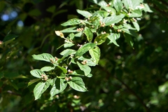 Cotoneaster foveolatus