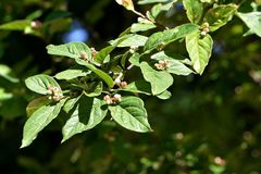 Cotoneaster foveolatus