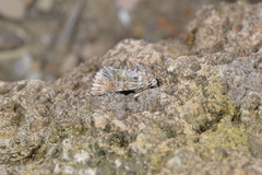 Omphalophana antirrhinii