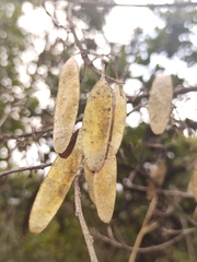 Dalbergia miscolobium