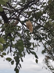 Dalbergia miscolobium