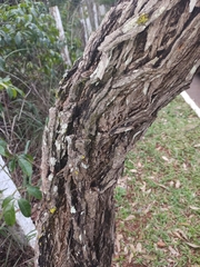 Dalbergia miscolobium