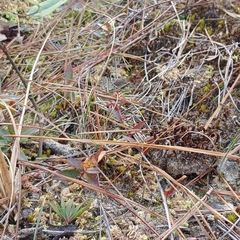 Xyris flabelliformis