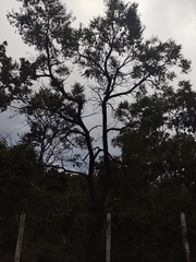 Dalbergia miscolobium