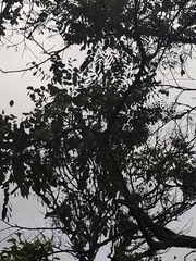 Dalbergia miscolobium