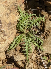 Mentzelia lindleyi