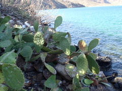 Opuntia tapona