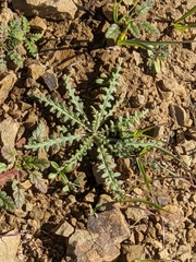 Mentzelia lindleyi