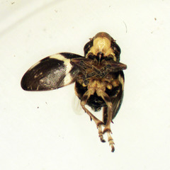 Bathyllus albicinctus