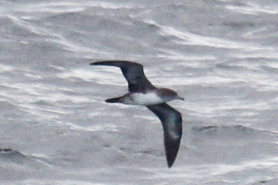 Pink-footed Shearwater