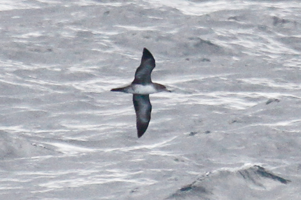 Pink-footed Shearwater