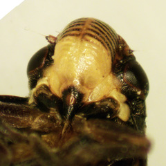 Bathyllus albicinctus
