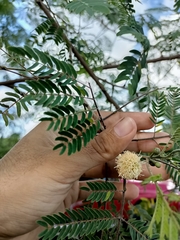 Leucaena leucocephala