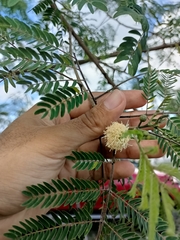 Leucaena leucocephala