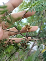 Leucaena leucocephala