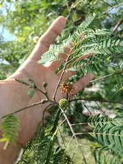Leucaena leucocephala