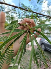 Leucaena leucocephala