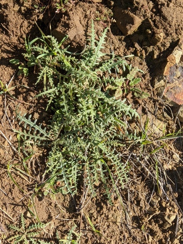 Lindley's Blazing Star foliage