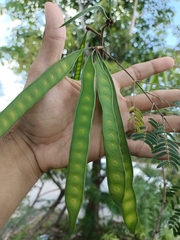 Leucaena leucocephala