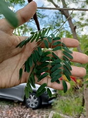 Leucaena leucocephala