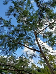 Leucaena leucocephala